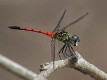 Agrionoptera insignis allogenes-2